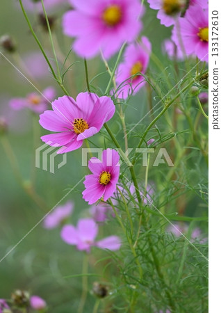 與波斯菊花的風景 與波斯菊花的風景 133172610