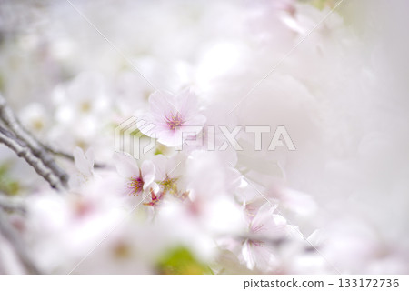 公園裡的染井吉野櫻花正值盛開期。 133172736