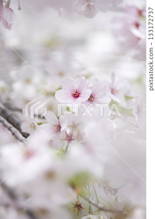 The Somei Yoshino cherry blossoms in the park are in full bloom. 133172737