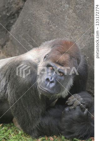 躺在草地上的大猩猩模型創造了一種新的姿勢 133172774