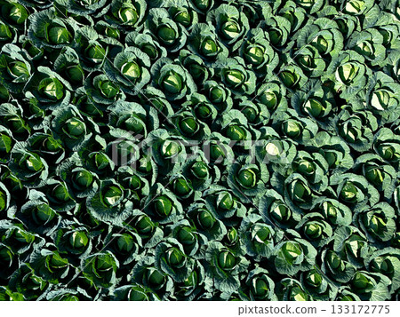 從空中俯瞰捲心菜田 133172775