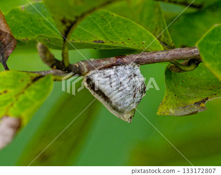 鎌倉原b蒲的蛋鞘 133172807