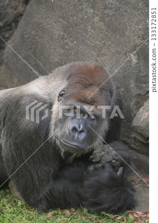 「這條排水管是從哪裡來的?」大猩猩問。 「這條排水管是從哪裡來的?」大猩猩問。 133172851