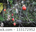 Persimmon-colored ripe caltrop fruit (near the cliffs of Mt. Gennai) 133172952