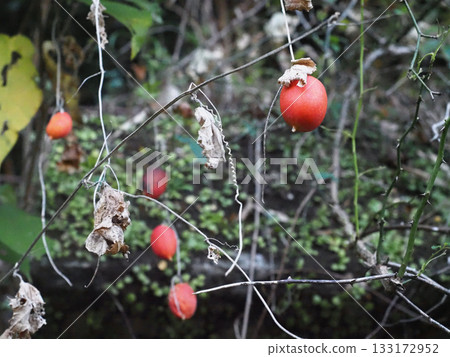 Persimmon-colored ripe caltrop fruit (near the cliffs of Mt. Gennai) 133172952