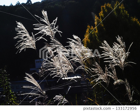 Ears of Japanese pampas grass in the autumn sun (Japanese pampas grass in Gennaiyama) Ears of Japanese pampas grass in the autumn sun (Japanese pampas grass in Gennaiyama) 133172956