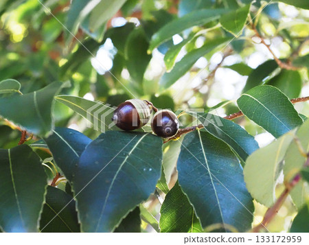 枝頭的黑色橡實(帶橡樹葉和殼鬥的橡實) 枝頭的黑色橡實(帶橡樹葉和殼鬥的橡實) 133172959