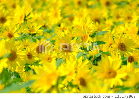 冬日向日葵 向日葵田 133172962