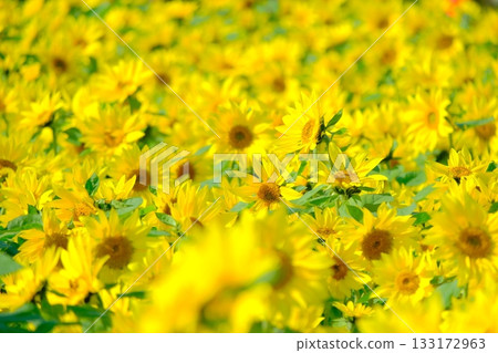 冬日向日葵 向日葵田 133172963