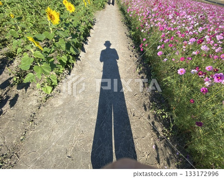 長長的影子:波斯菊與向日葵 長長的影子:波斯菊與向日葵 133172996