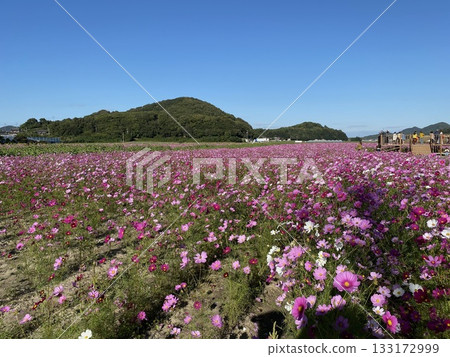Landscape with cosmos fields and mountains Landscape with cosmos fields and mountains 133172999