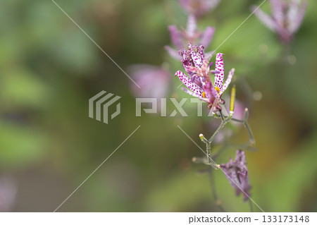 A photo of a cuckoo in a flowerbed along the Misawa River in Sugakitaura on the Tama Nature Trail 133173148