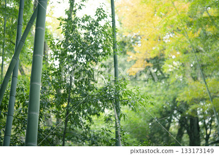 秋季多摩自然步道上的竹林和黃葉照片 133173149