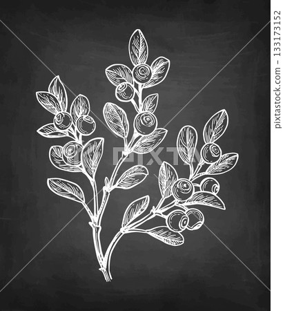 Blueberry branch chalk sketch. 133173152