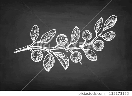Blueberry branch chalk sketch. 133173153