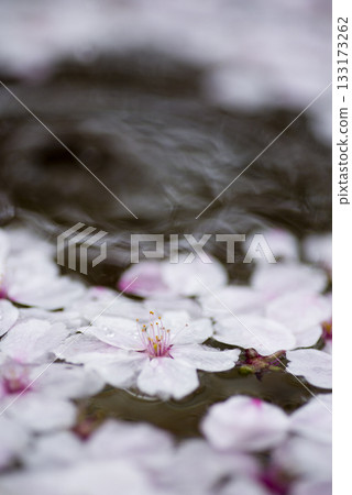 染井吉野櫻花花瓣漂浮在水面上。 染井吉野櫻花花瓣漂浮在水面上。 133173262