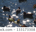 A peaceful moment... (A flock of ducks floating on the surface of the Enoguchi River) 133173308