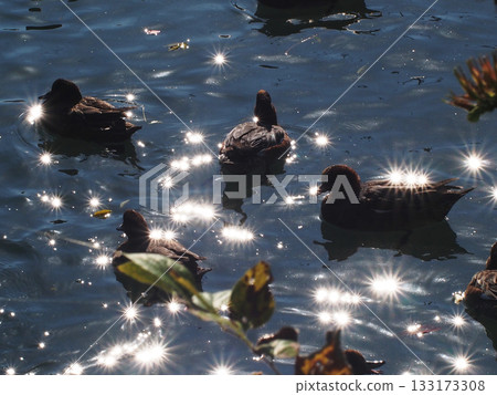 A peaceful moment... (A flock of ducks floating on the surface of the Enoguchi River) 133173308