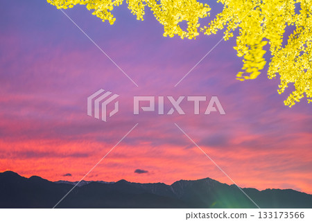 Illuminated ginkgo trees, the Northern Alps, and the sunset sky [Azumino] 133173566