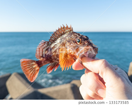 新鮮捕獲的石斑魚 新鮮捕獲的石斑魚 133173585