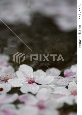 Someiyoshino cherry blossom petals are floating on the water. 133173679