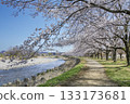 Spring scenery of cherry blossom trees and a promenade along the river 133173681