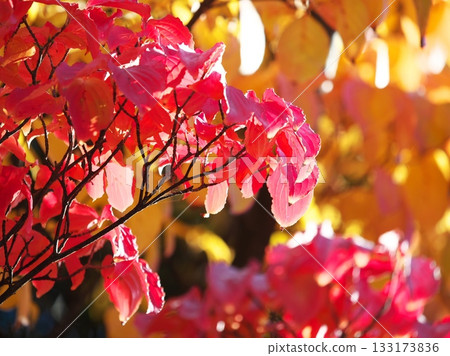 Backlit dogwood leaves 133173836