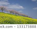 Spring scenery of rapeseed flower fields and rows of cherry blossom trees 133173888