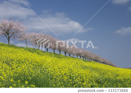 Spring scenery of rapeseed flower fields and rows of cherry blossom trees 133173888