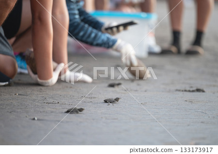 Just hatch baby turtles released on ocean 133173917