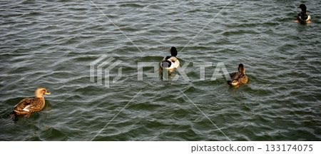 Mallard Ducks Swimming Mallard Ducks Swimming 133174075