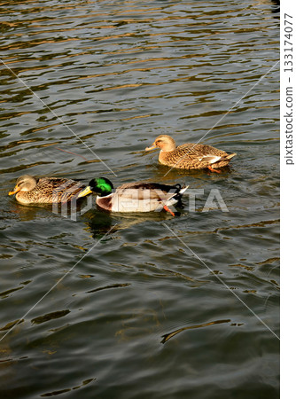 Mallard Ducks Swimming Mallard Ducks Swimming 133174077