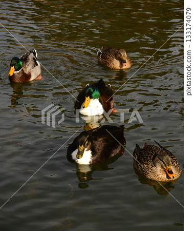 Mallard Ducks Swimming Mallard Ducks Swimming 133174079
