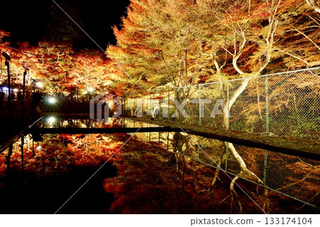 Iwayado Park's illuminated autumn leaves: A fantastical autumn scene reflected on the water's surface Iwayado Park's illuminated autumn leaves: A fantastical autumn scene reflected on the water's surface 133174104