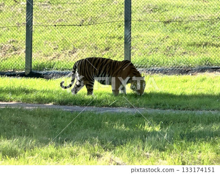 老虎吃草 老虎吃草 133174151