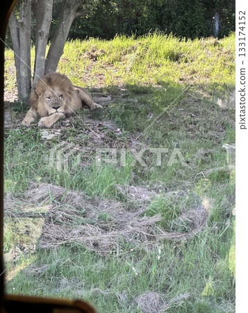 打盹的獅子 133174152