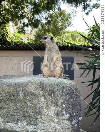 狐狸獴環顧四周 133174153