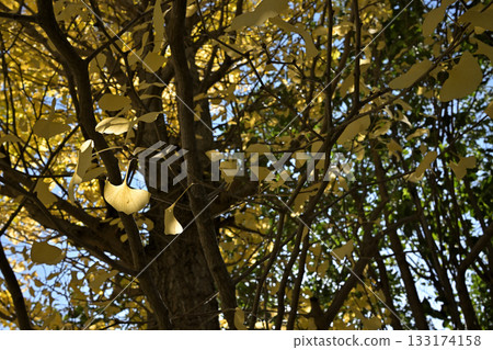 Ginkgo trees in autumn | A landscape of shining yellow leaves 133174158