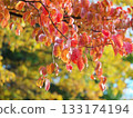 秋葉葉子山茱萸 133174194
