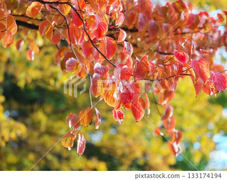 Leaf of autumn leaves dogwood 133174194