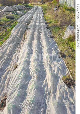 Organic vegetable farm with agrotextile covering plants, selective focus. Organic vegetable farm with agrotextile covering plants, selective focus. 133174355