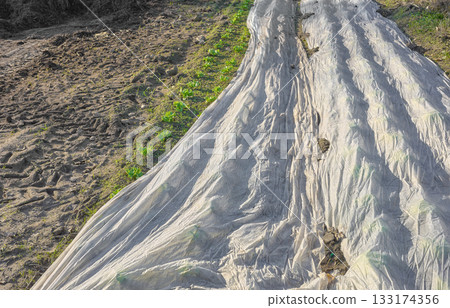 Organic vegetable farm with agrotextile covering plants, selective focus. 133174356