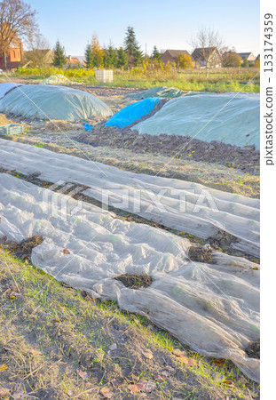 Organic vegetable farm with agrotextile covering plants, selective focus. 133174359