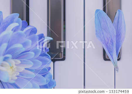 First love melody: a heart of petals on piano keys, evoking tender, nascent emotions First love melody: a heart of petals on piano keys, evoking tender, nascent emotions 133174459