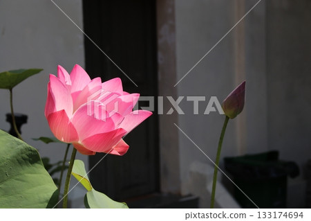 A lotus A lotus 133174694