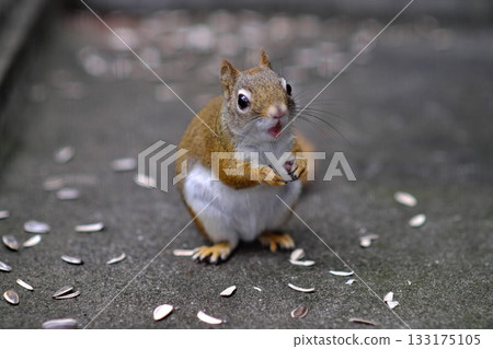 美洲紅松鼠吃葵花籽⑥ 美洲紅松鼠吃葵花籽⑥ 133175105