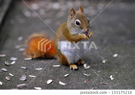 American red squirrel eating sunflower seeds① American red squirrel eating sunflower seeds① 133175218