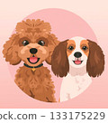 Cute dog illustration: Toy poodle 133175229