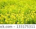沐浴春日陽光的油菜花 133175311