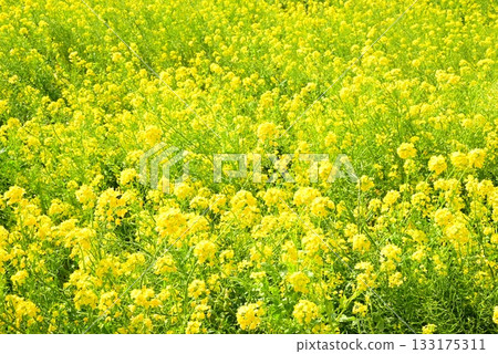 沐浴春日陽光的油菜花 沐浴春日陽光的油菜花 133175311